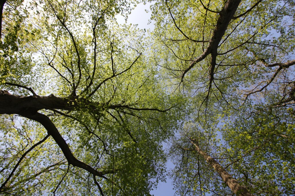 lebendiges und anregendes Umfeld für Ihr Coaching